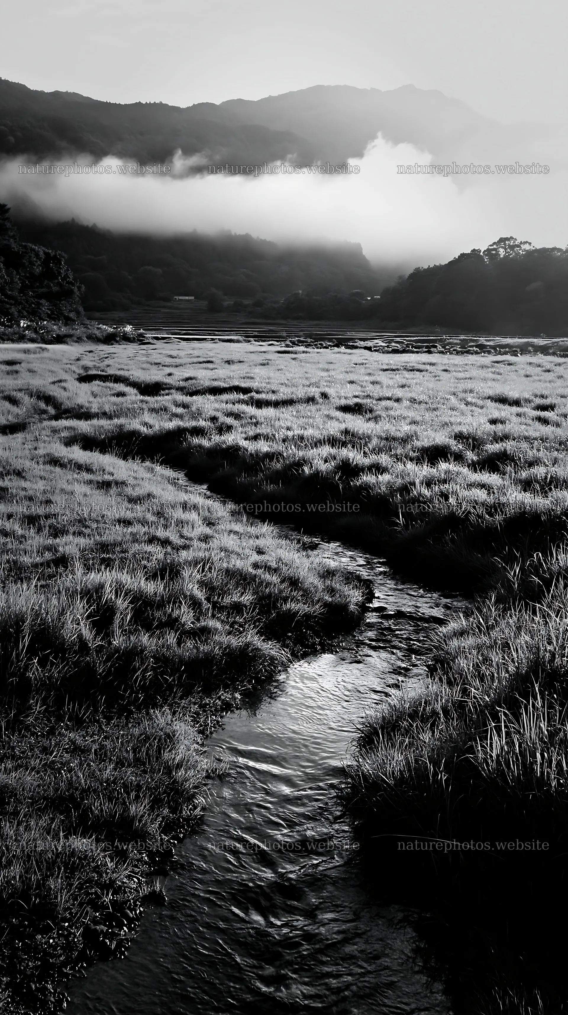 Shizuoka meadow after rain with flowing stream and clouds – nature photos 5938x10608