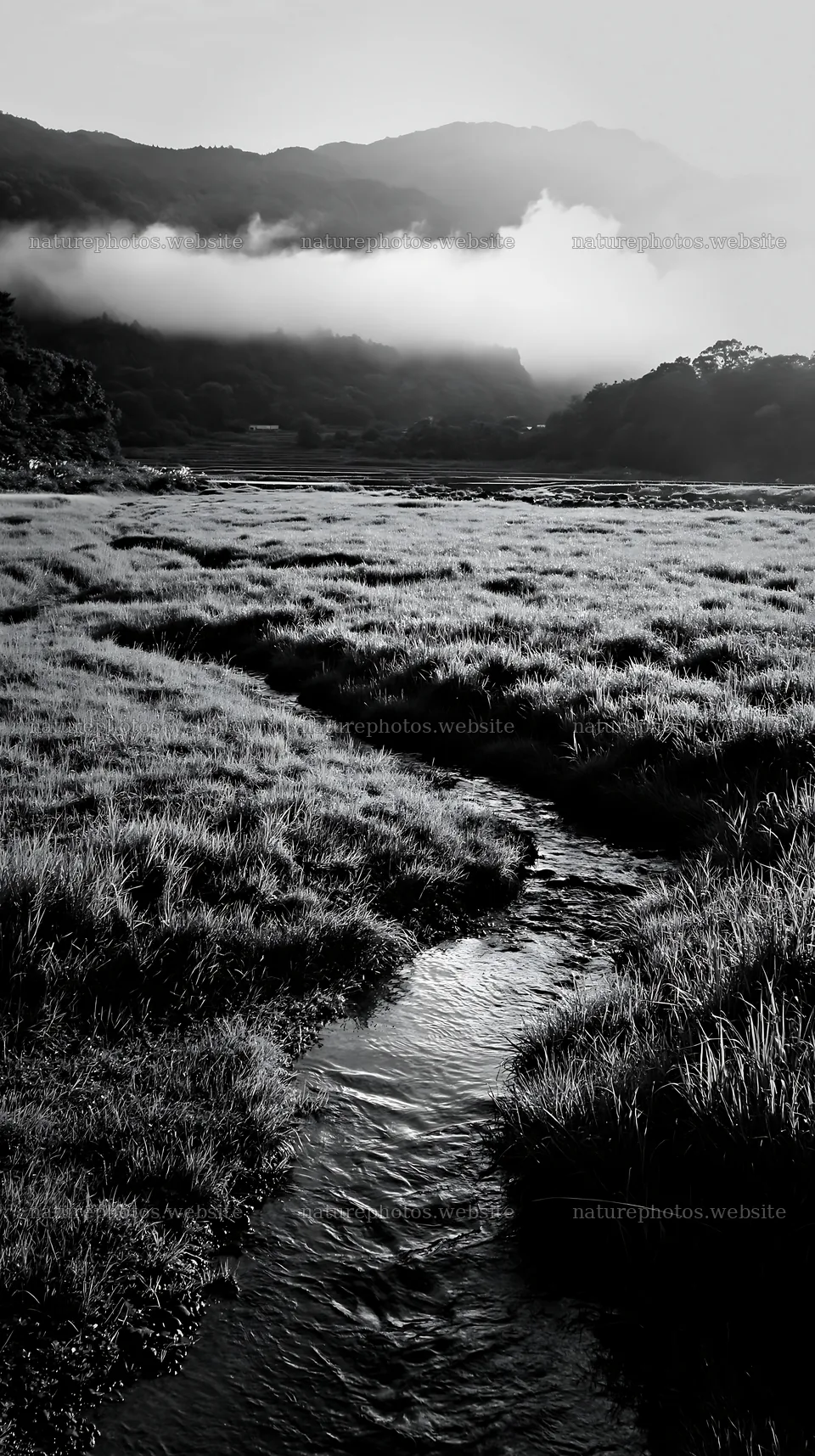 Shizuoka meadow after rain with flowing stream and clouds – nature photos 5938x10608