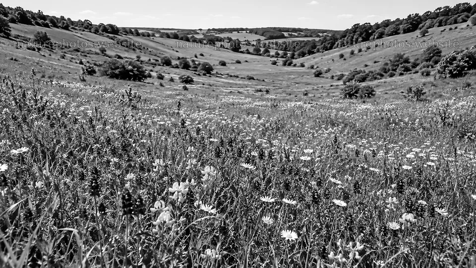 Wildflower Meadow Across Rolling Hills in Monochrome – nature photos 10324x5812