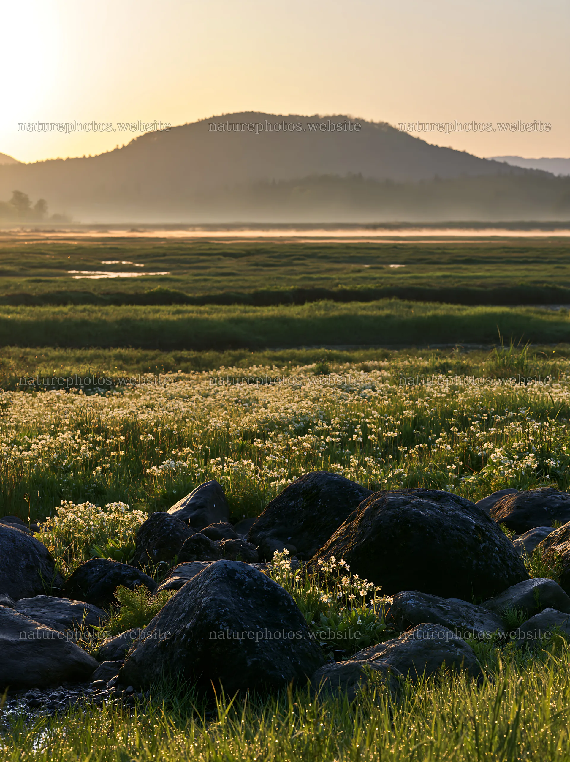 Kyoto spring wildflower meadow with stones at sunset – nature photos 6866x9174