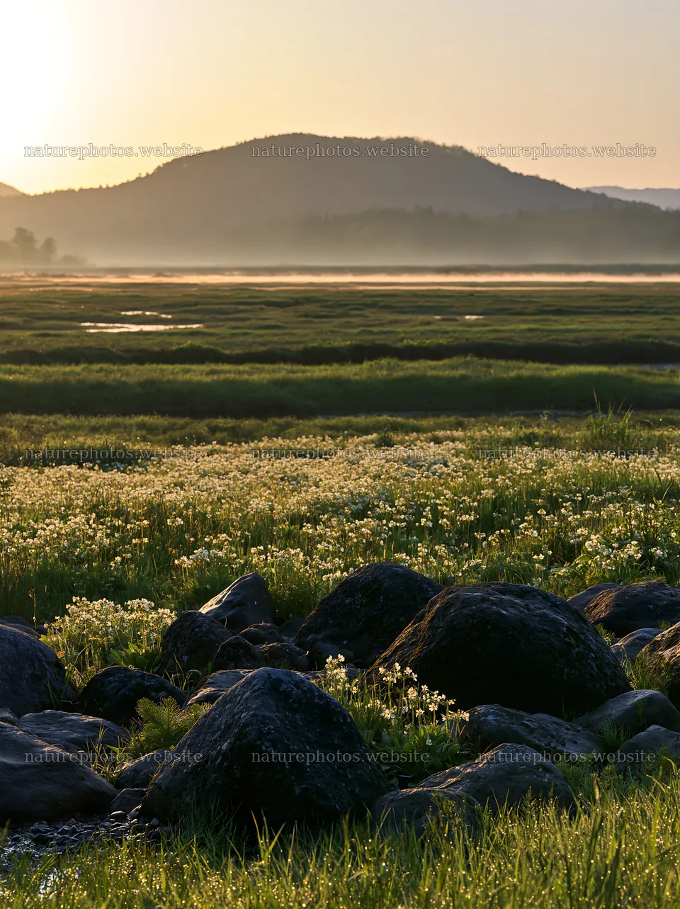 Kyoto spring wildflower meadow with stones at sunset – nature photos 6866x9174