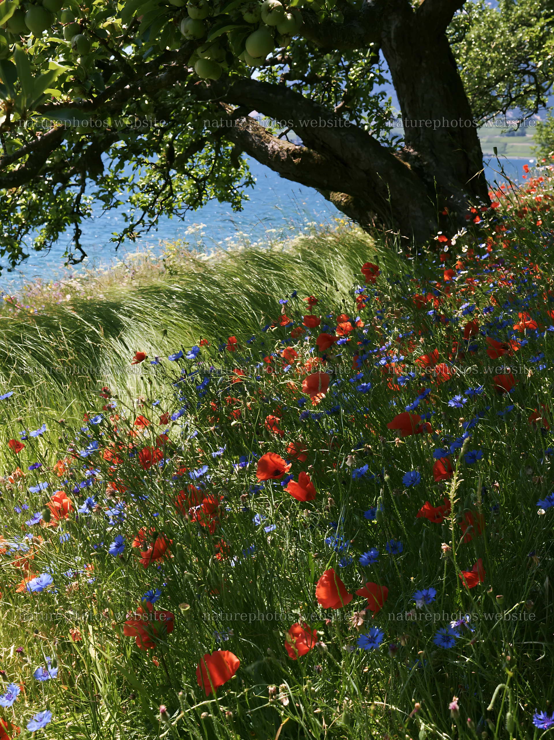 Lakeside orchard meadow filled with colorful wildflowers – nature photos 6866x9174
