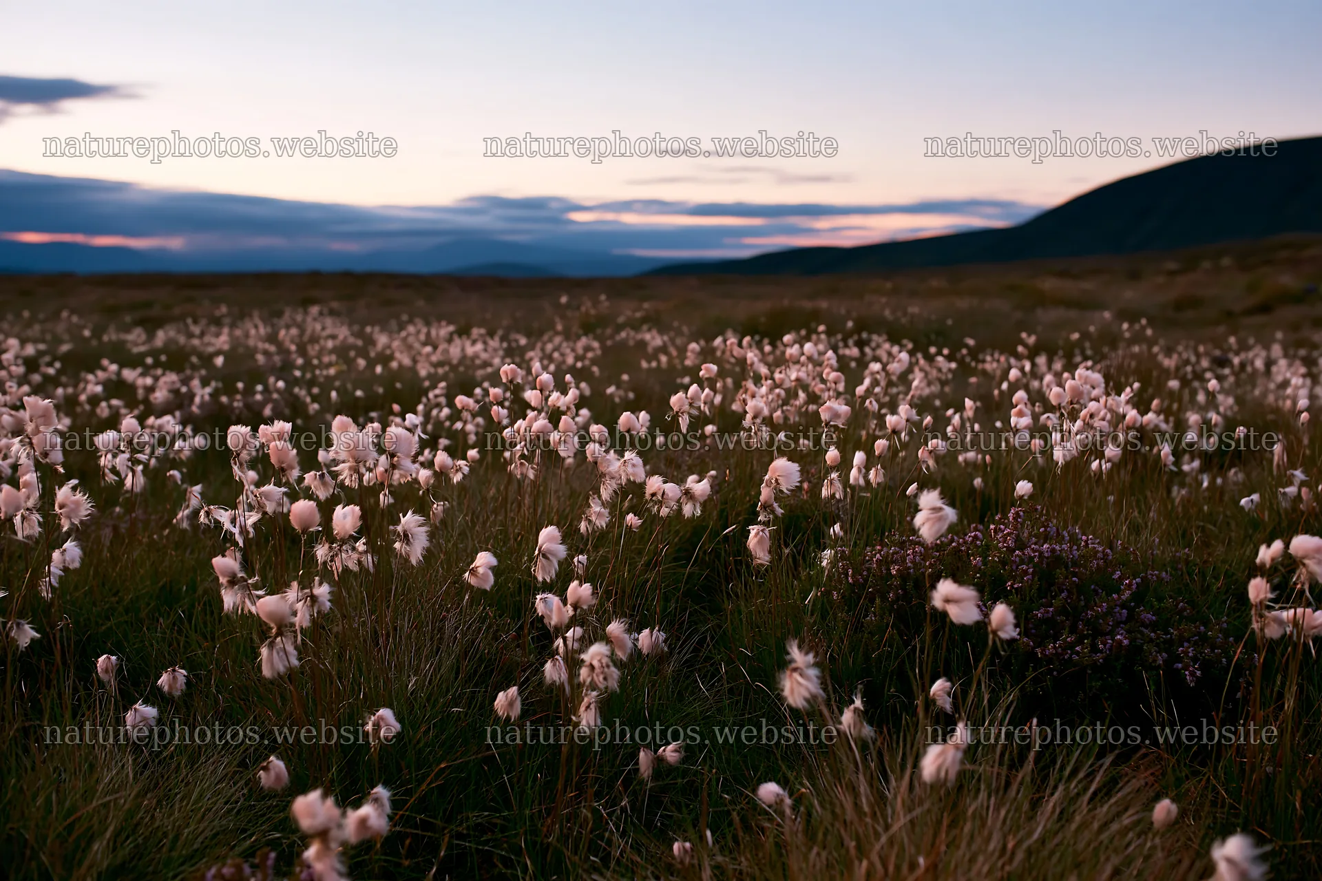 Cottongrass meadow at dusk with mountain backdrop – nature photos 9722x6480