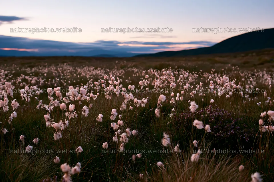 Cottongrass meadow at dusk with mountain backdrop – nature photos 9722x6480