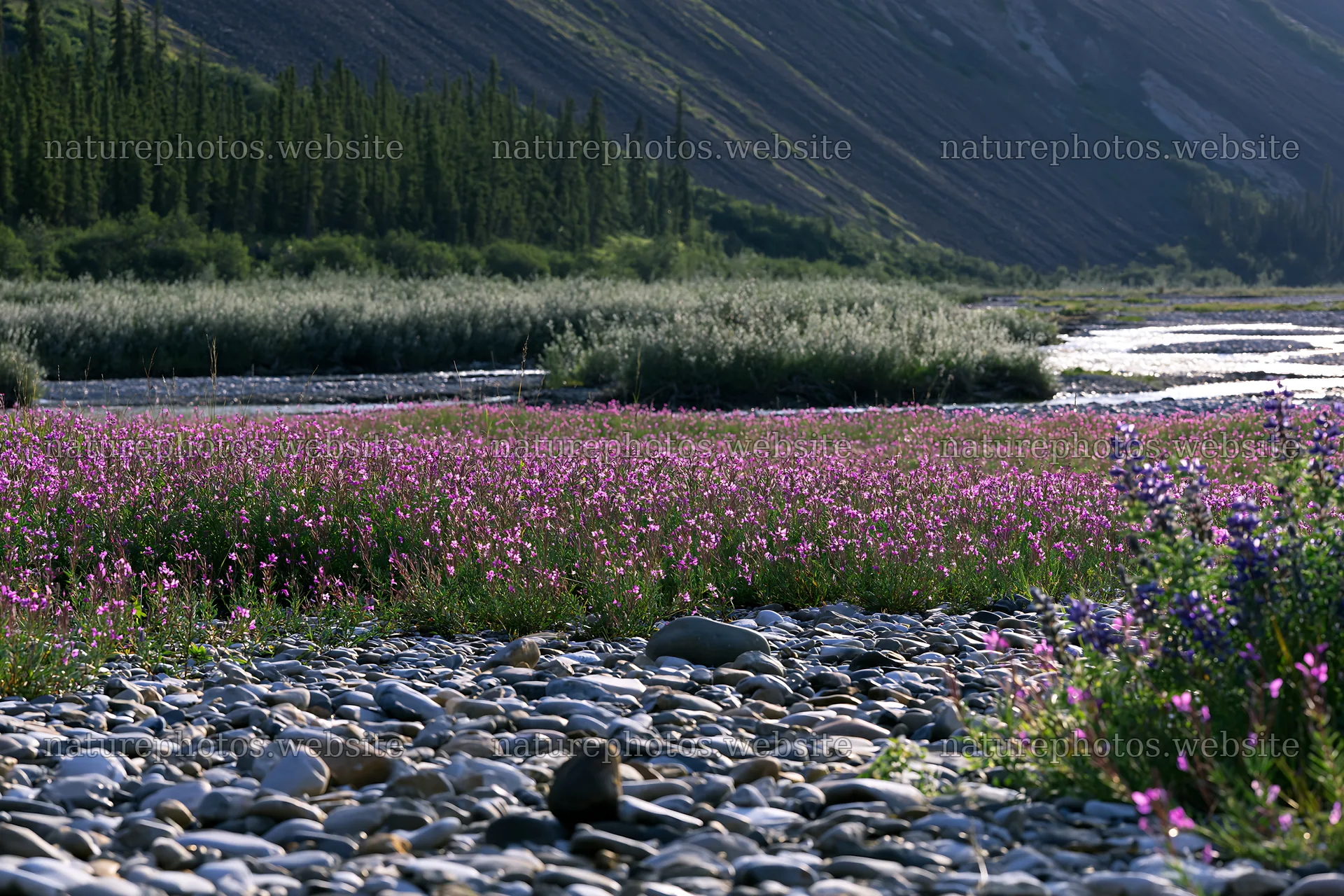 Fireweed lupine meadow along a riverbank in summer – nature photos 9722x6480