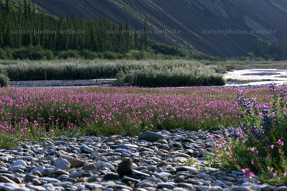Fireweed lupine meadow along a riverbank in summer – nature photos 9722x6480