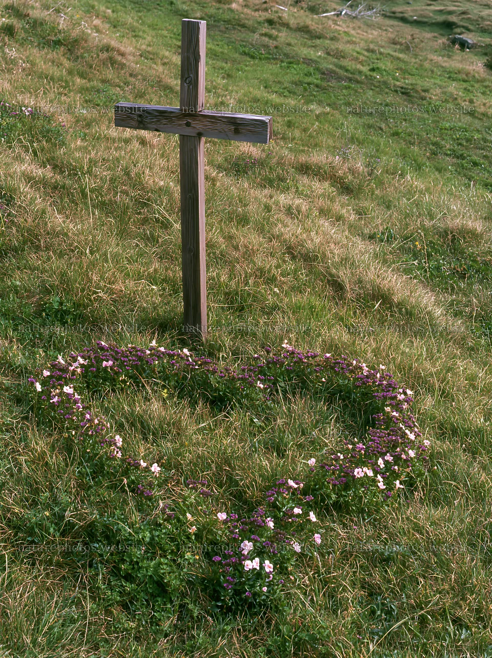 Wooden Christian cross in a meadow surrounded by flowers – nature photos 6866x9174