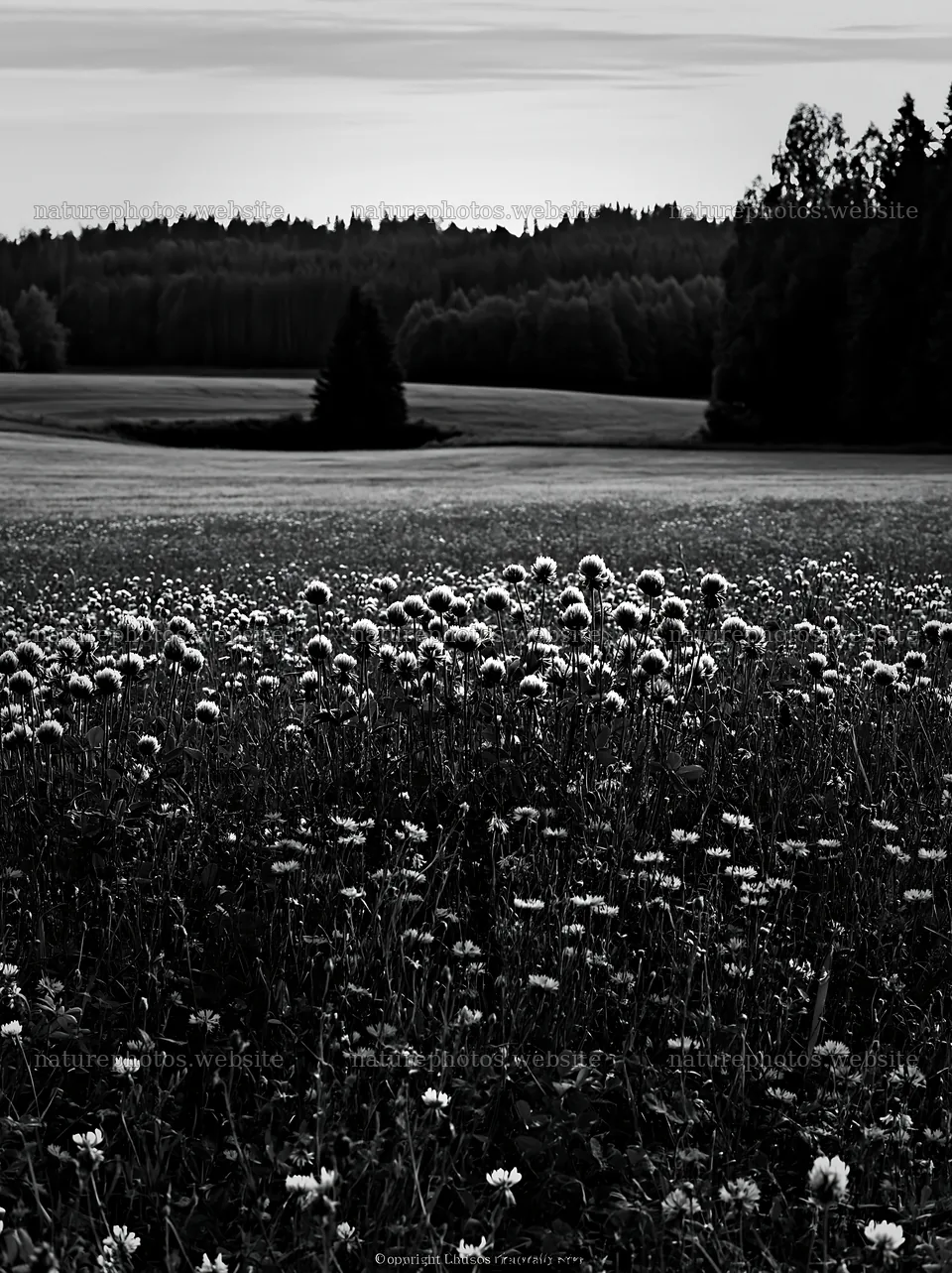 Clover cornflower meadow in black and white landscape – nature photos 6866x9174