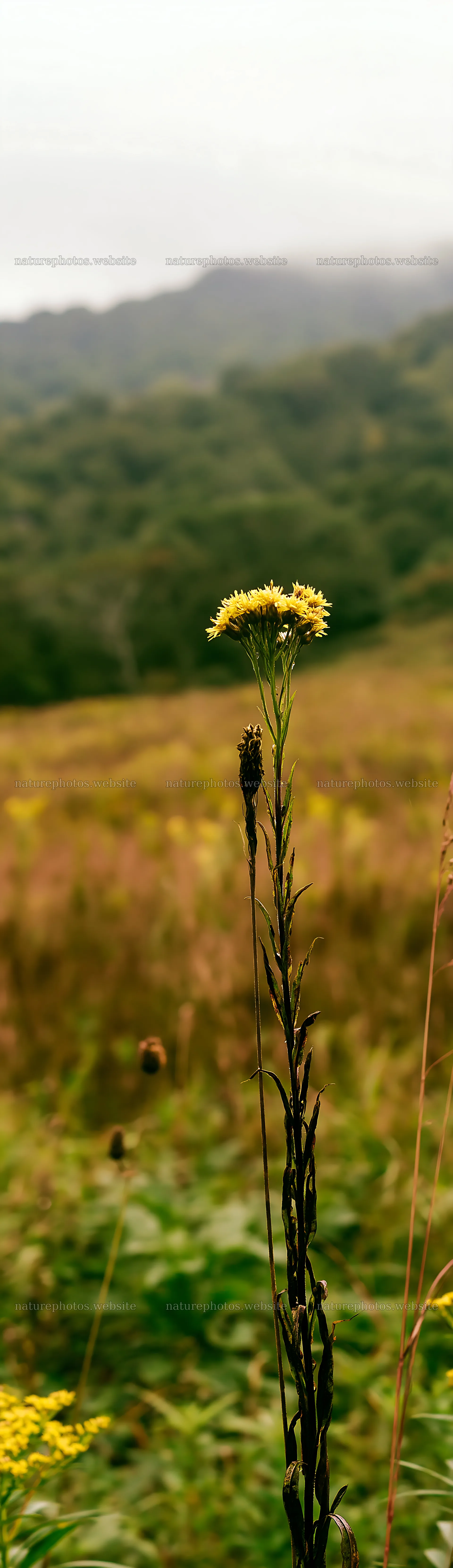 Iwate rain refreshed meadow seedhead foreground – nature photos 4268x14762