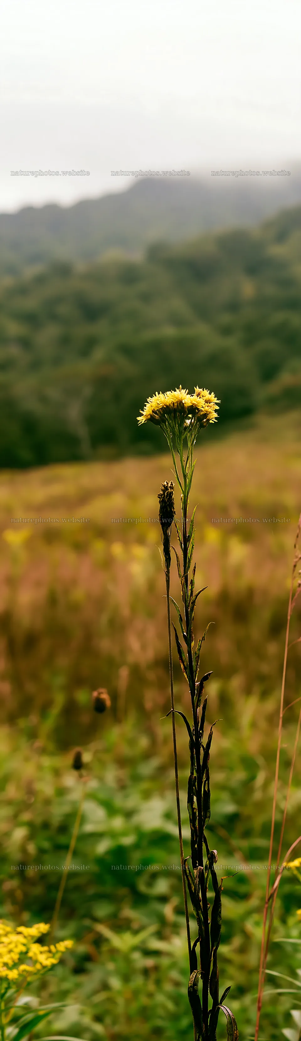 Iwate rain refreshed meadow seedhead foreground – nature photos 4268x14762