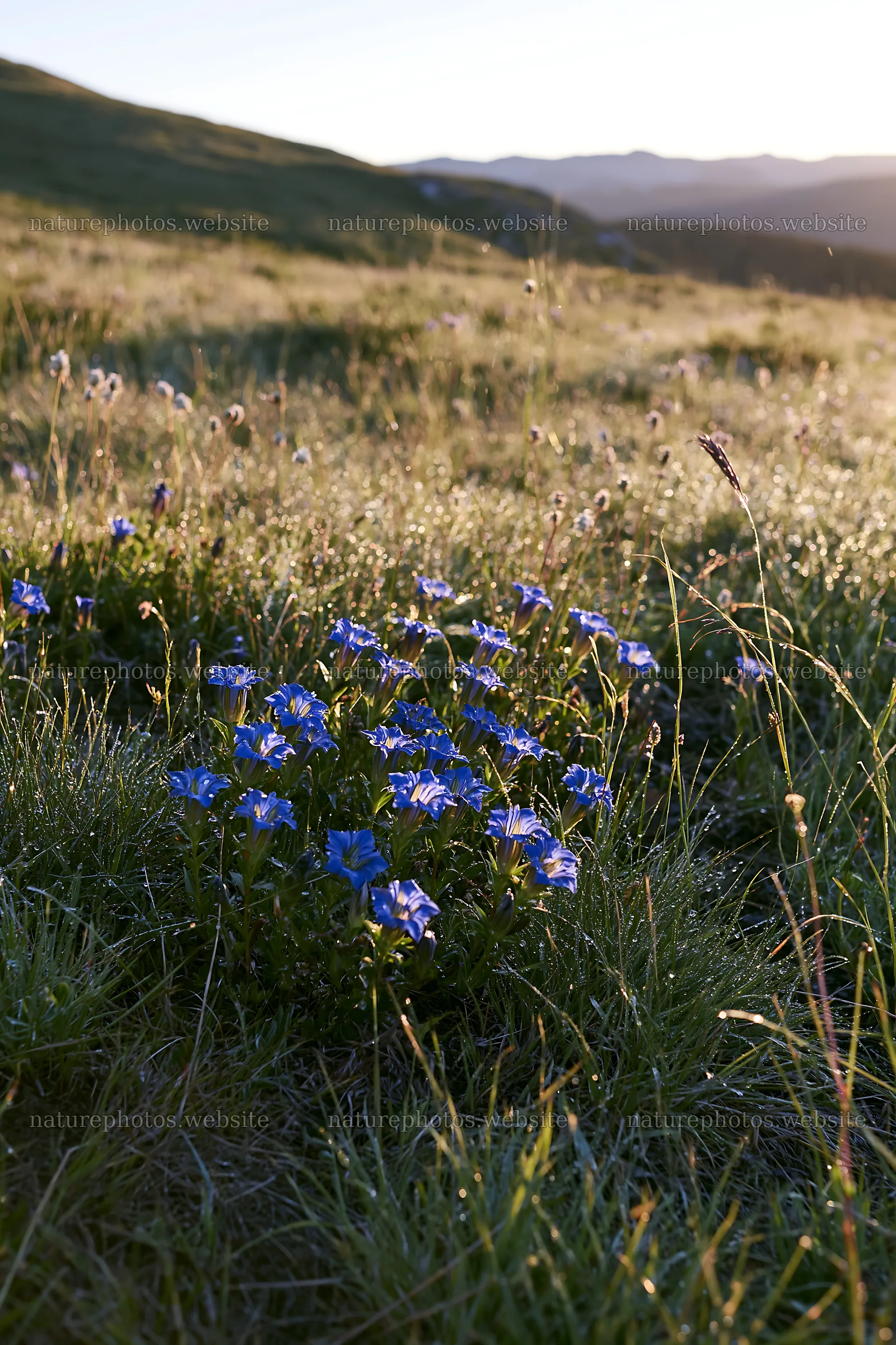 Silver dew meadow with flowers in the morning light – nature photos 6480x9722