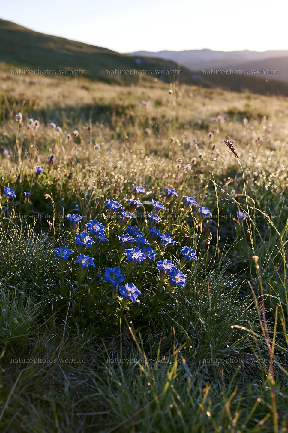 Silver dew meadow with flowers in the morning light – nature photos 6480x9722