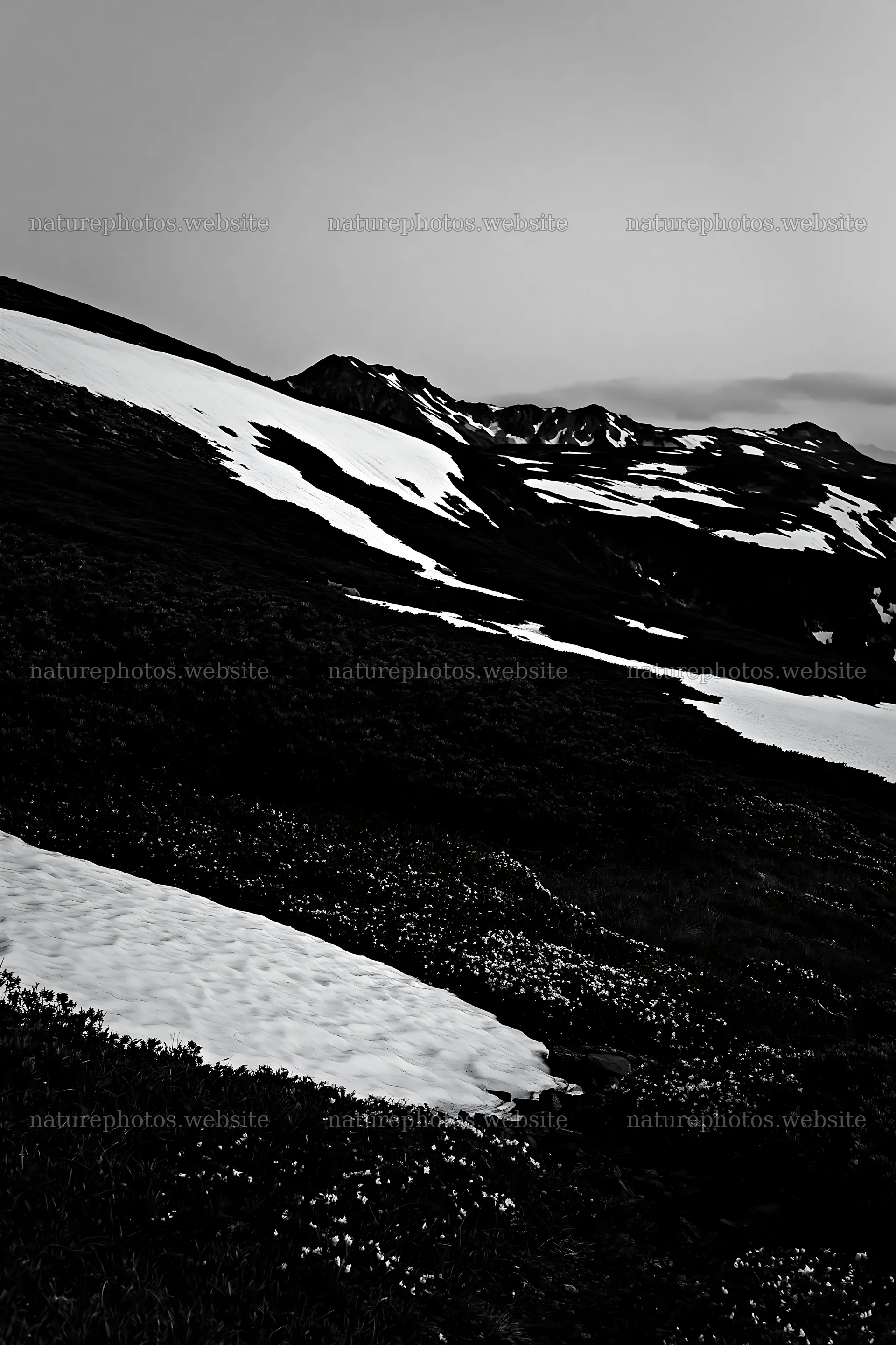 Snowline meadow with snow and mountains in the background – nature photos 6480x9722