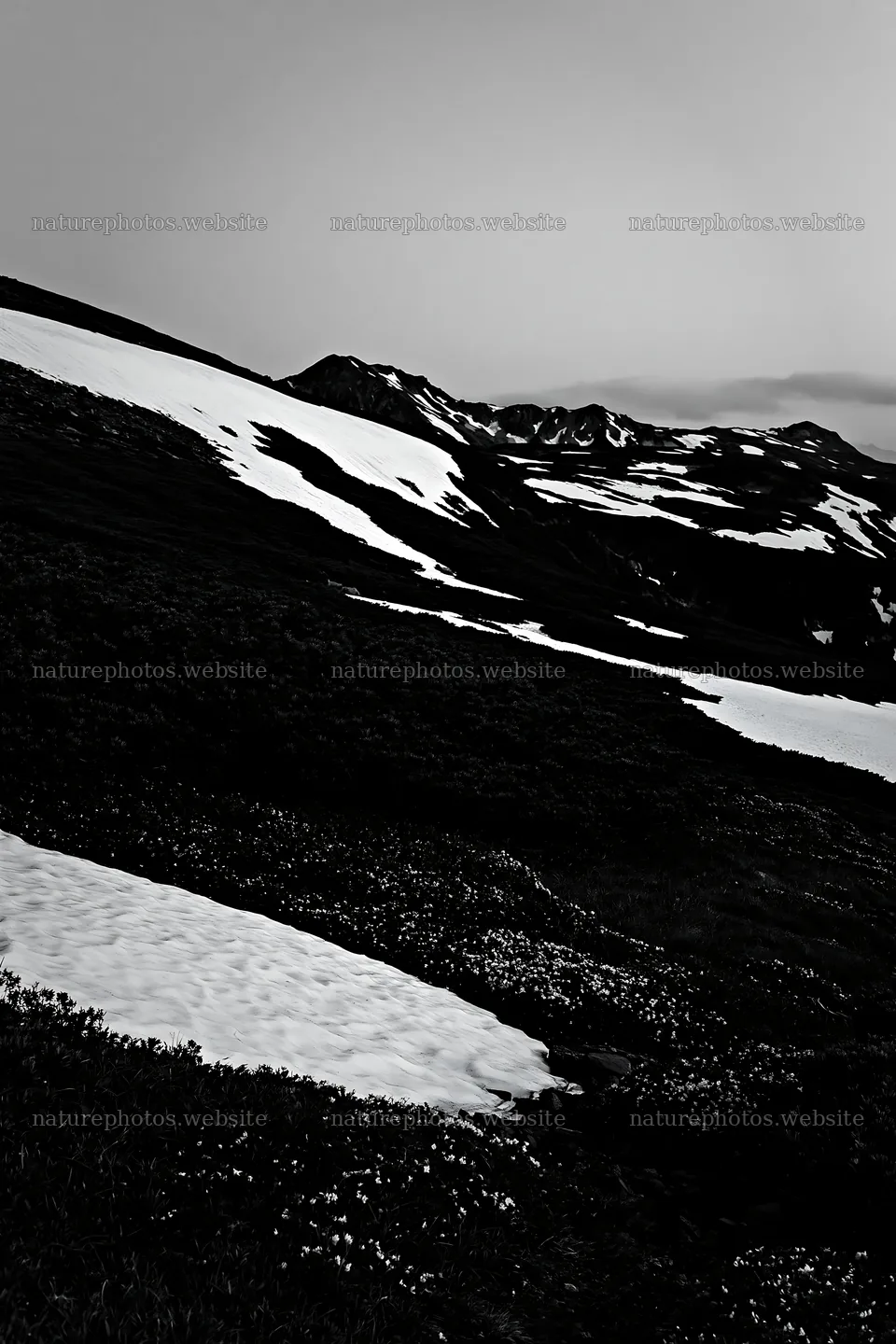 Snowline meadow with snow and mountains in the background – nature photos 6480x9722