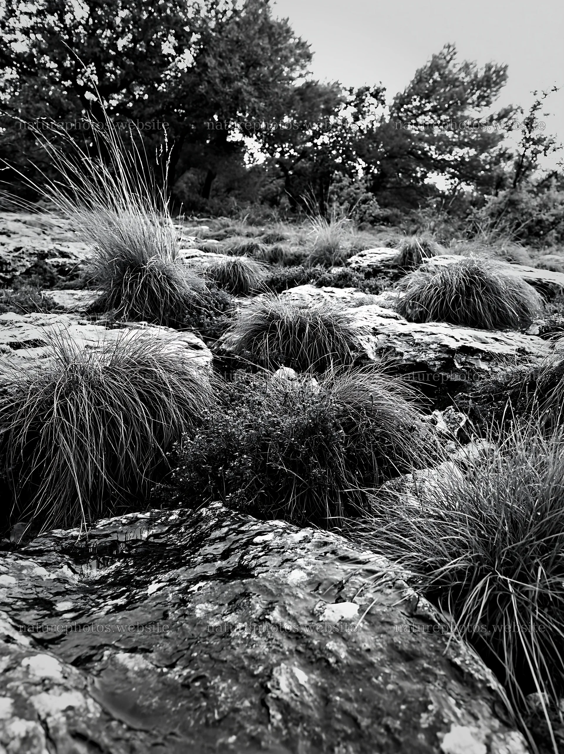 Climate-resilient meadow with rocks and grass – nature photos 6866x9174
