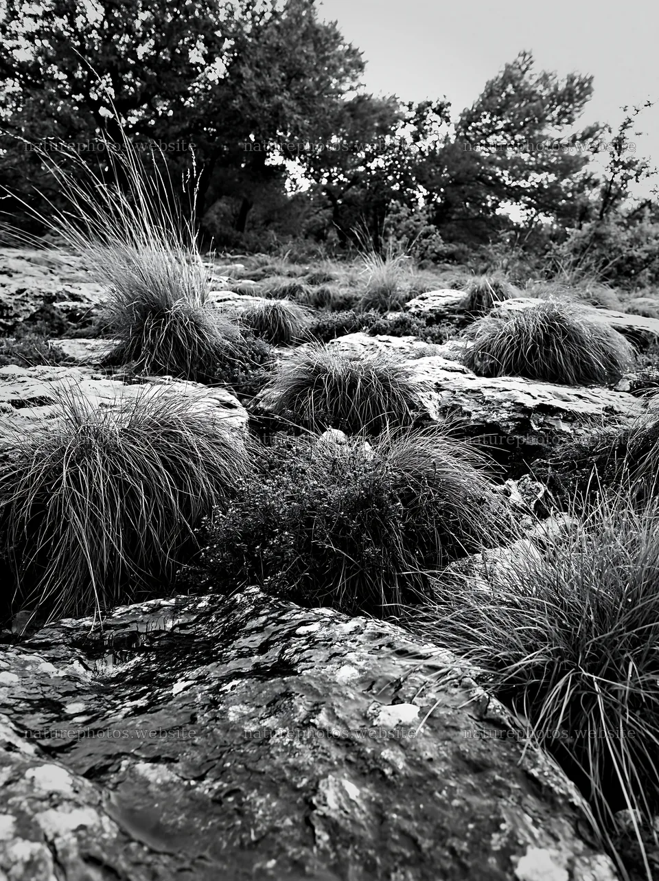 Climate-resilient meadow with rocks and grass – nature photos 6866x9174