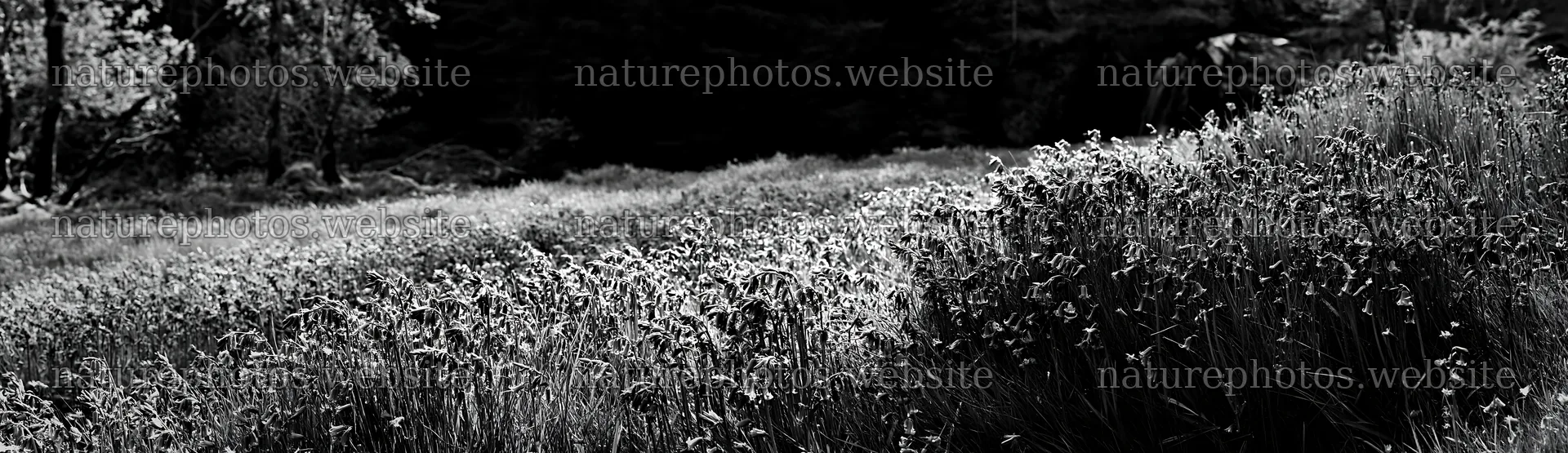 Wildflower meadow beside a cascade in black and white – nature photos 14762x4268