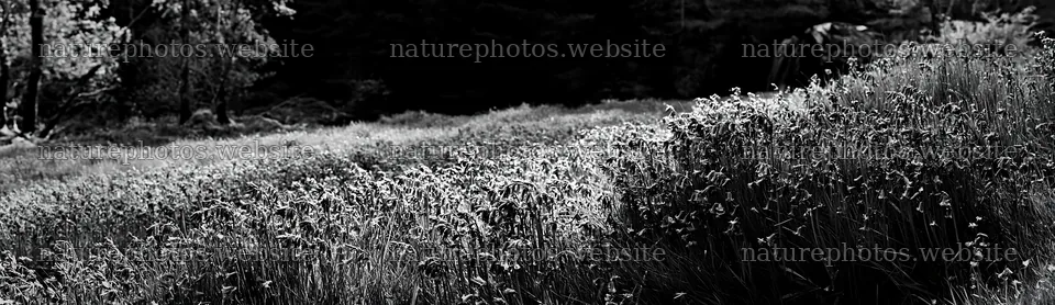Wildflower meadow beside a cascade in black and white – nature photos 14762x4268