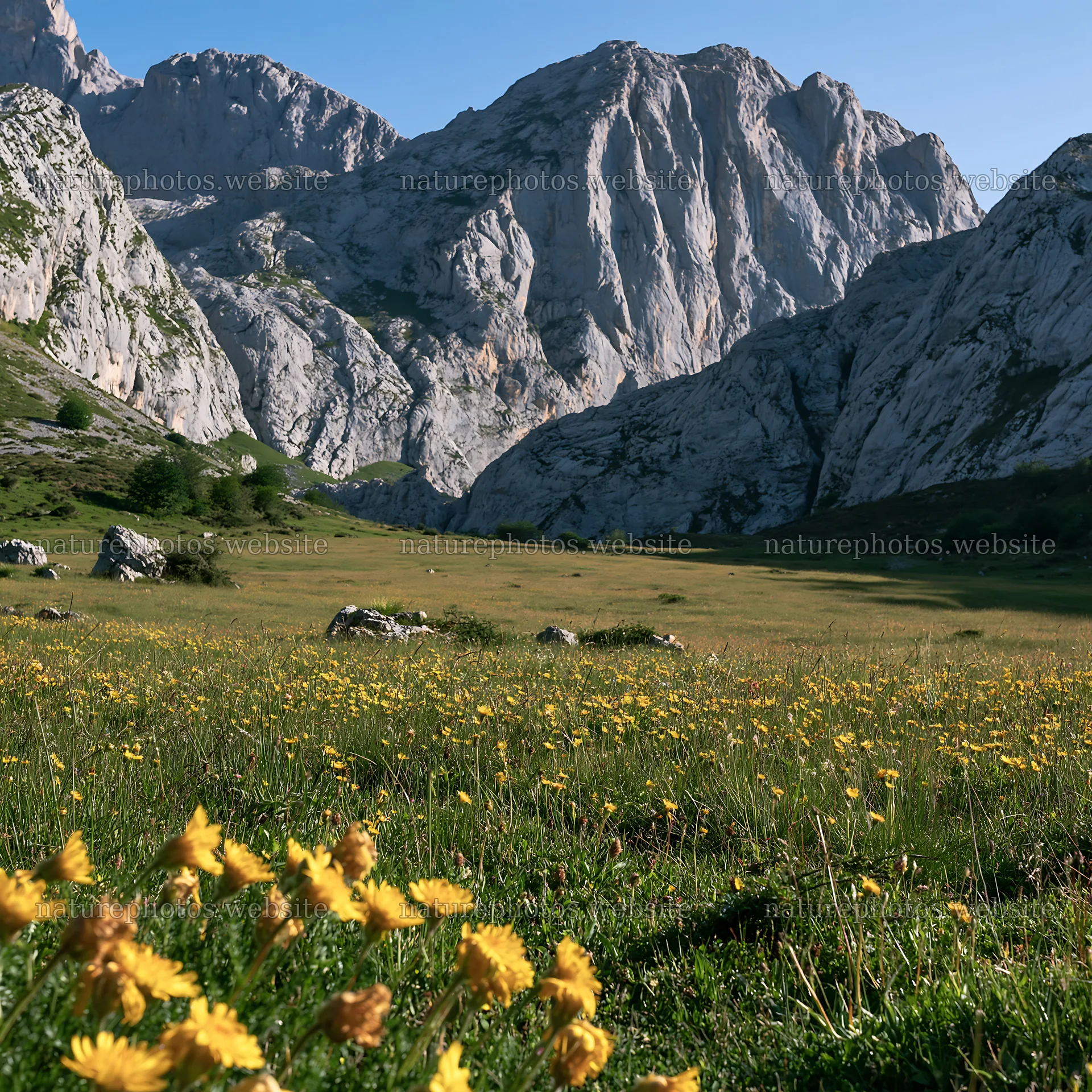 Meadow with yellow flowers beneath crags and rocky mountains – nature photos 7938x7938
