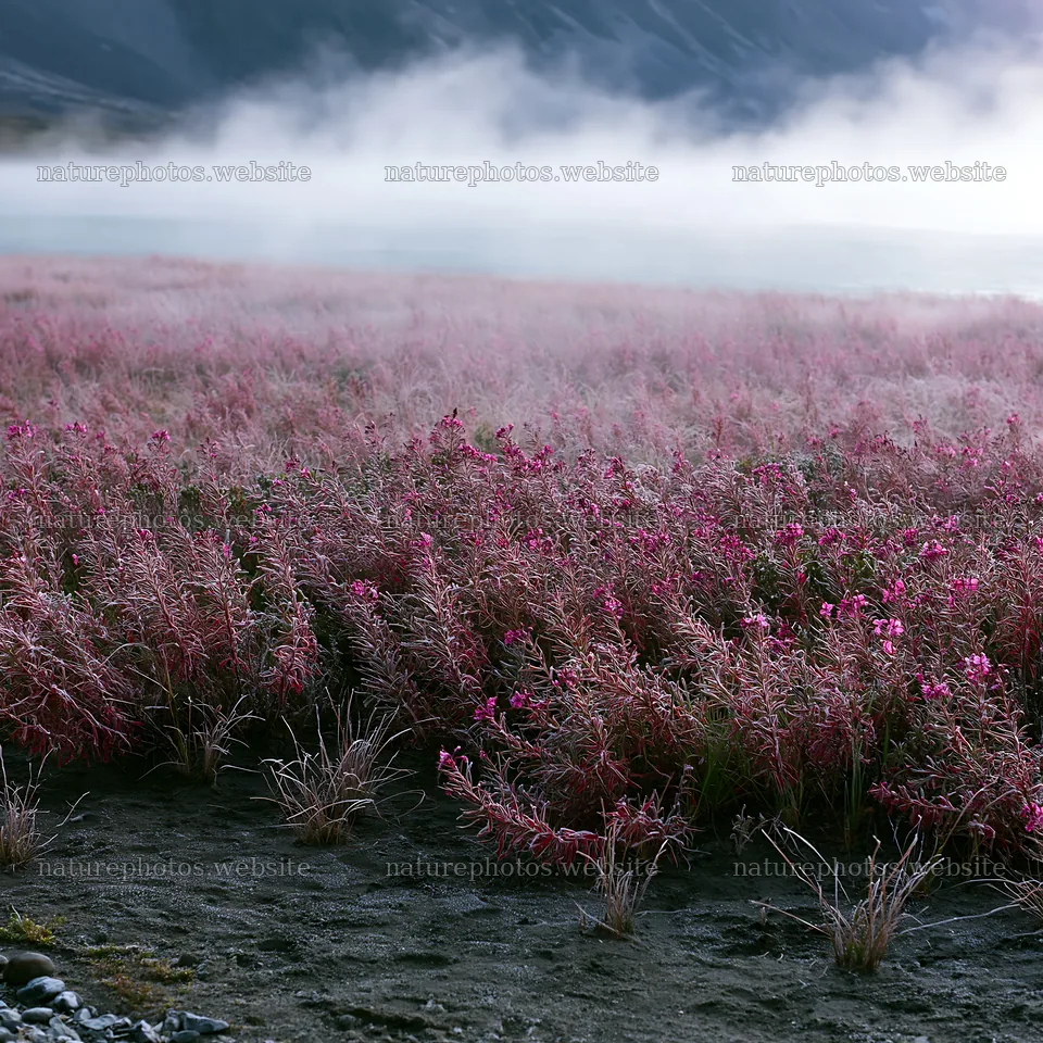 Frozen tarn meadow with pink flowers in mist – nature photos 7938x7938