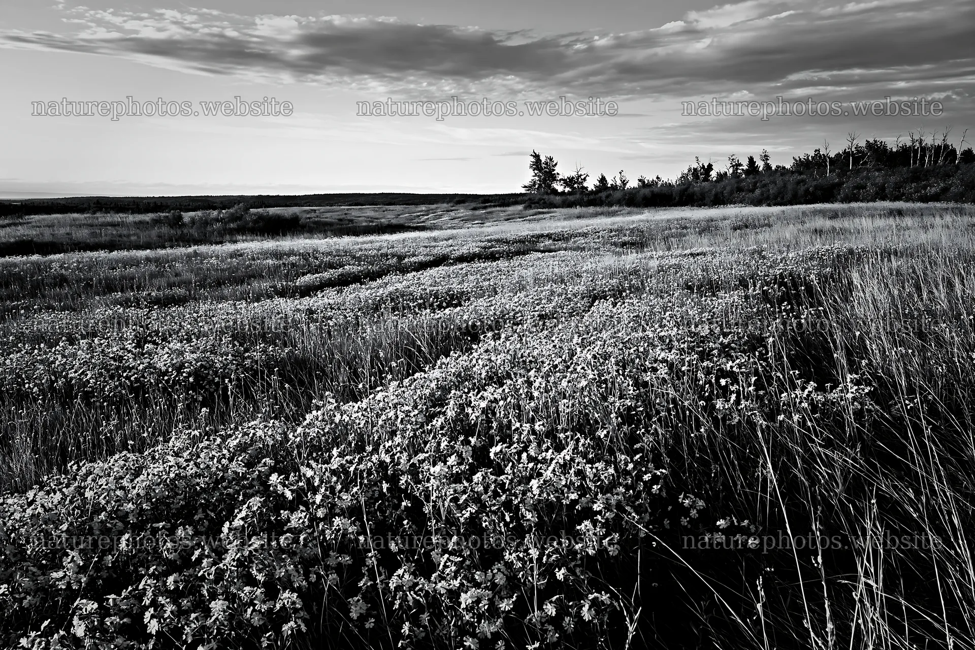Meadow filled with pink campion flowers under a cloudy sky – nature photos 9722x6480