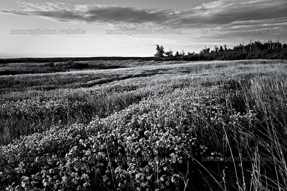 Meadow filled with pink campion flowers under a cloudy sky – nature photos 9722x6480