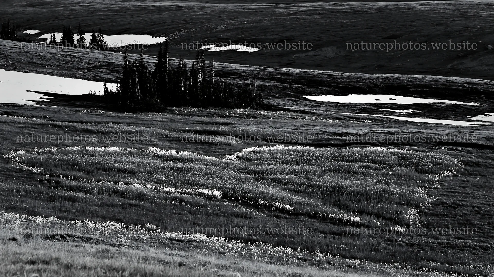 Heart shape in a winter meadow at Banff National Park – nature photos 10608x5938