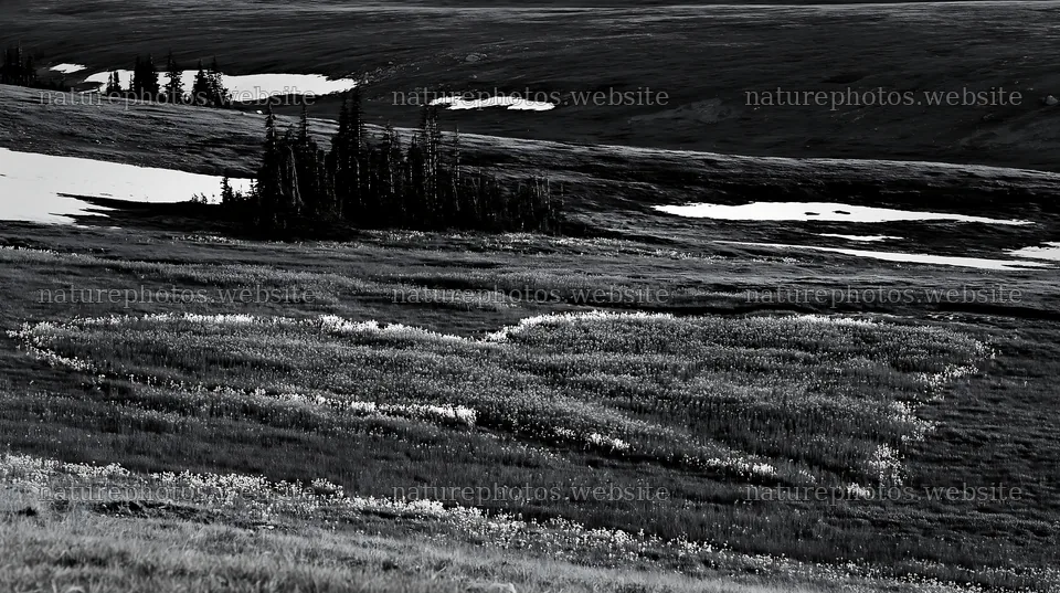 Heart shape in a winter meadow at Banff National Park – nature photos 10608x5938