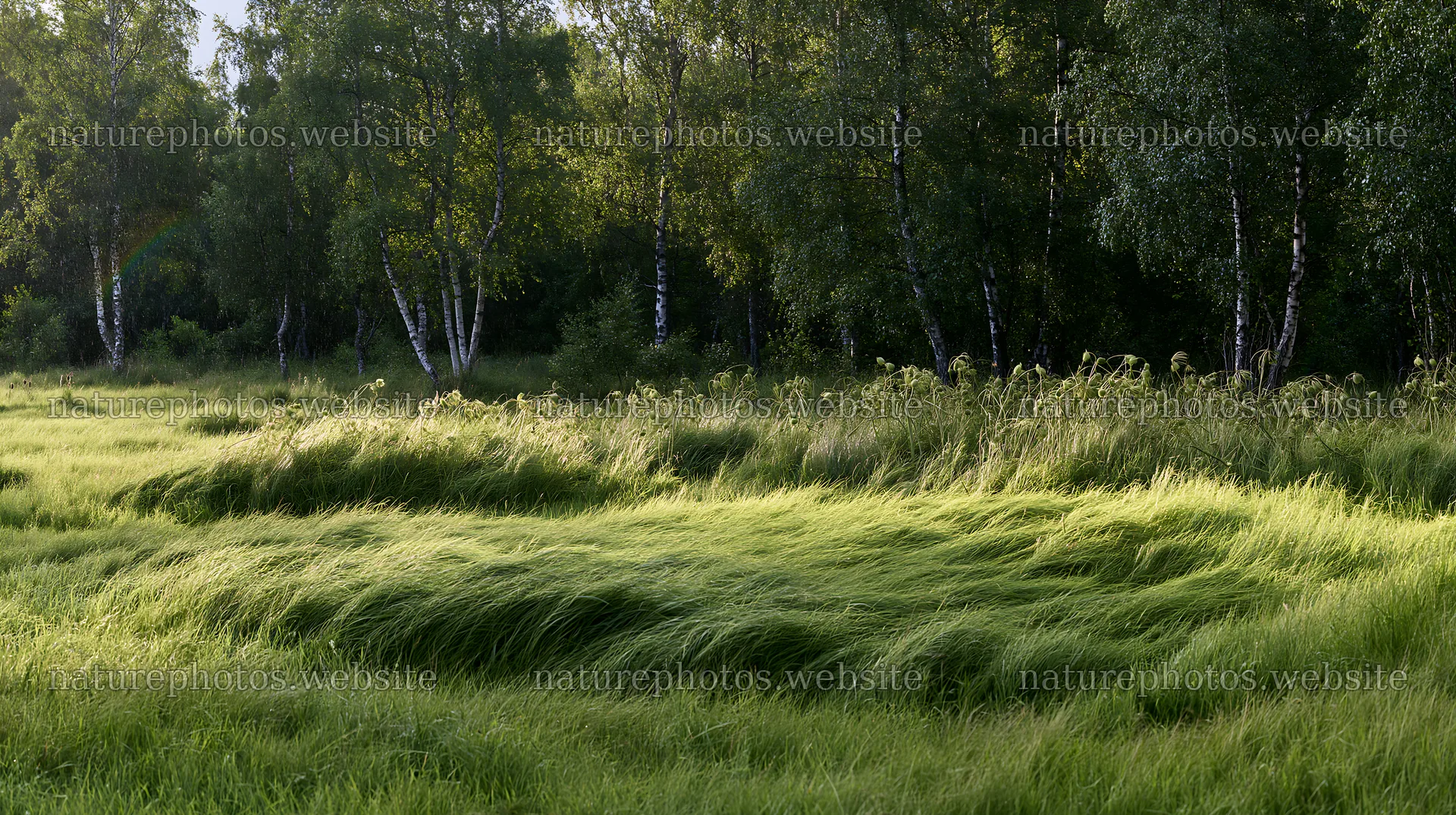 Birch forest meadow with green grass and trees – nature photos 10608x5938