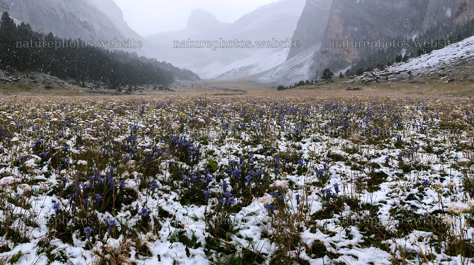 Snowbound meadow with flowers and mountain landscape – nature photos 10608x5938