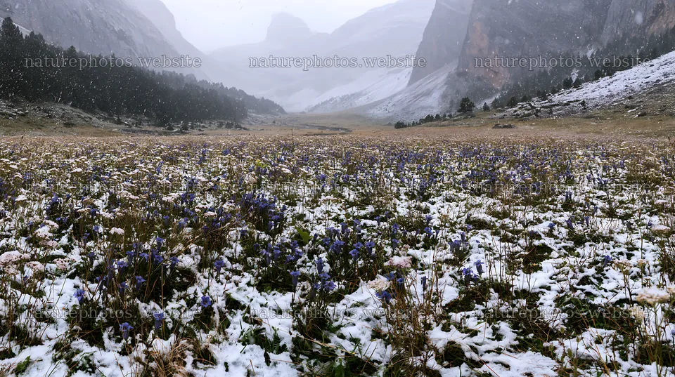 Snowbound meadow with flowers and mountain landscape – nature photos 10608x5938