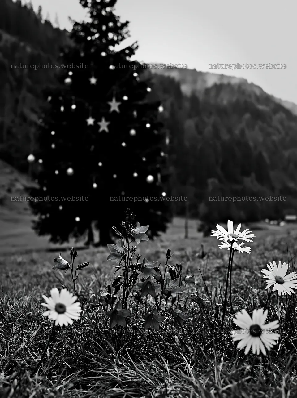Christmas tree with ornaments in valley meadow – nature photos 6866x9174
