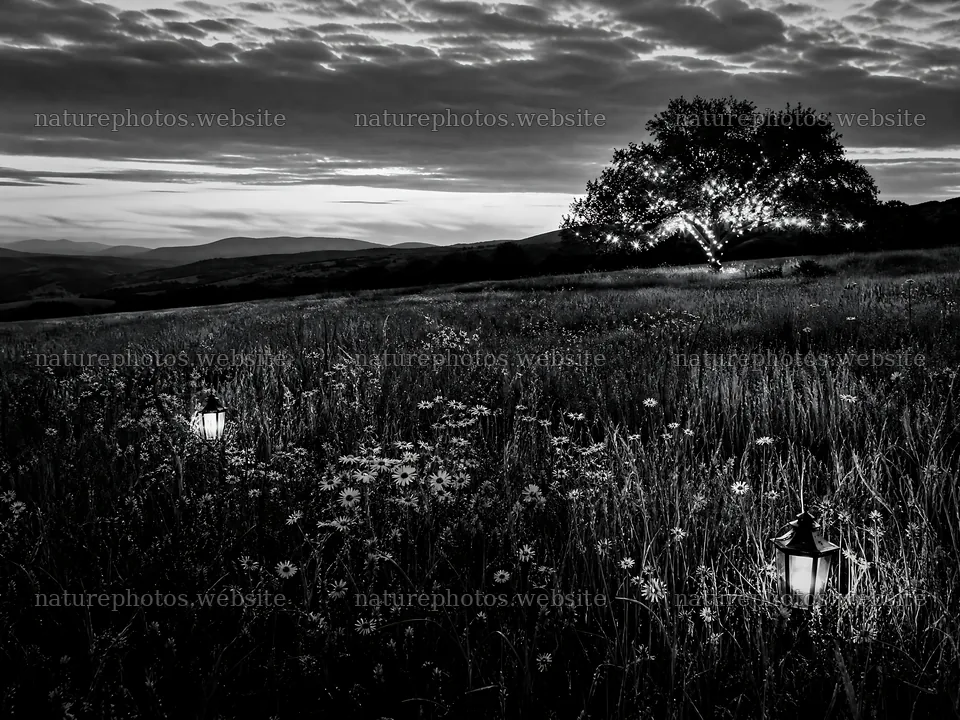 Vibrant Christmas lights glowing at dusk in meadow – nature photos 9166x6874