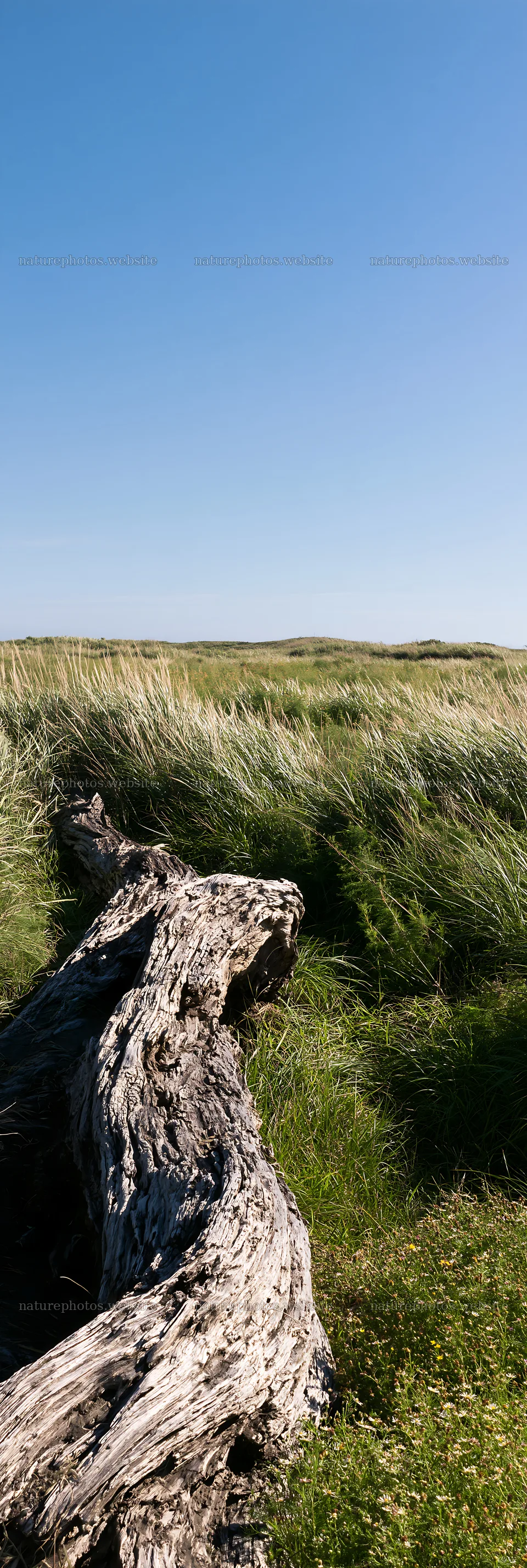 Chiba coastal meadow with driftwood and tall grass – nature photos 4602x13690