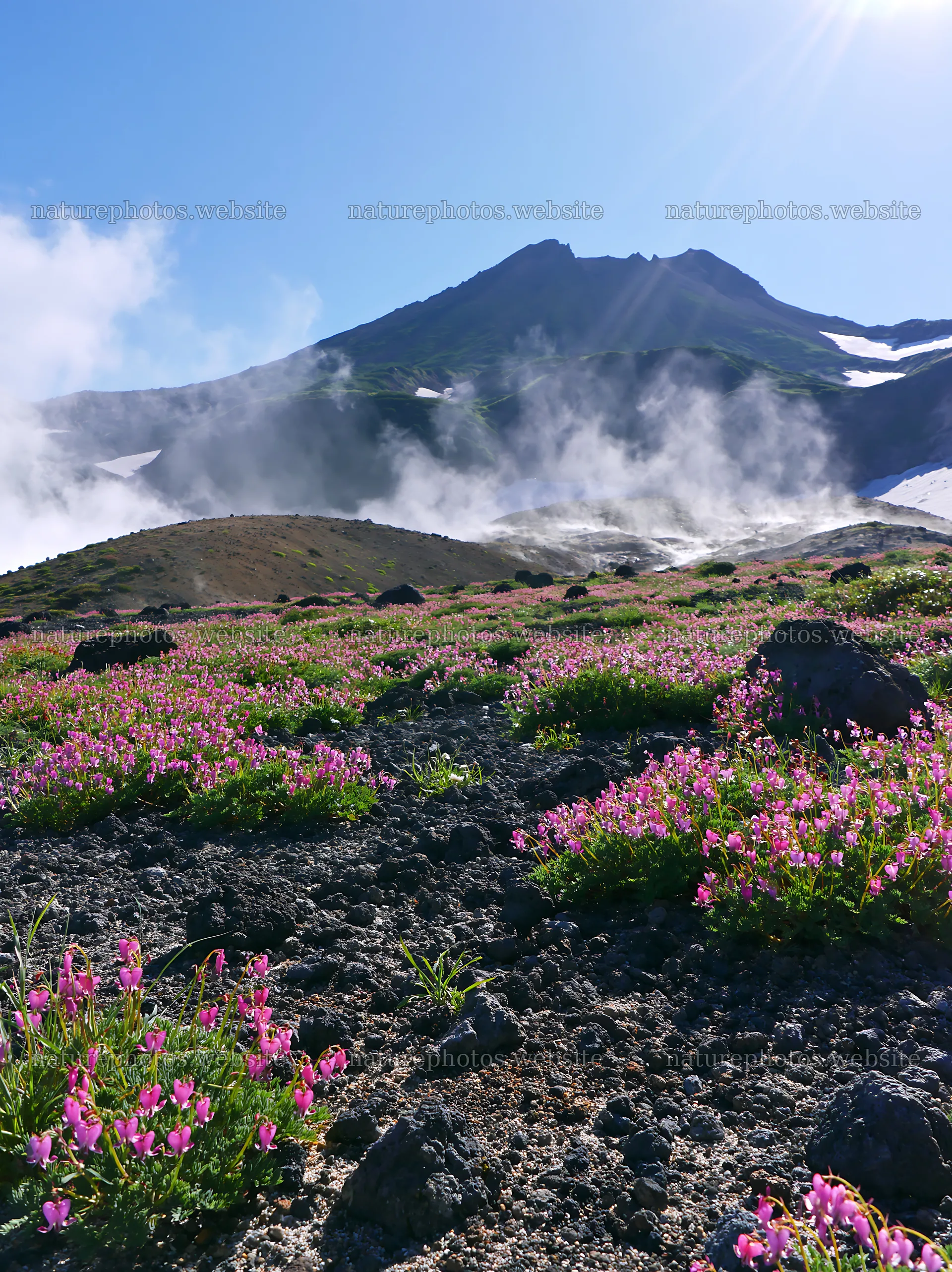 Daisetsuzan alpine meadow light rays illuminate the flowers – nature photos 6866x9174