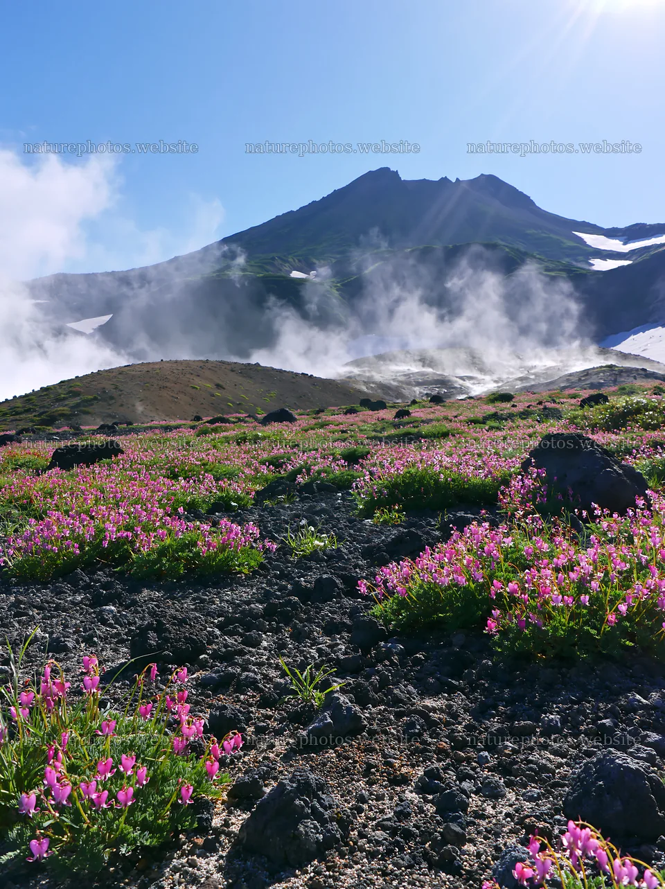 Daisetsuzan alpine meadow light rays illuminate the flowers – nature photos 6866x9174