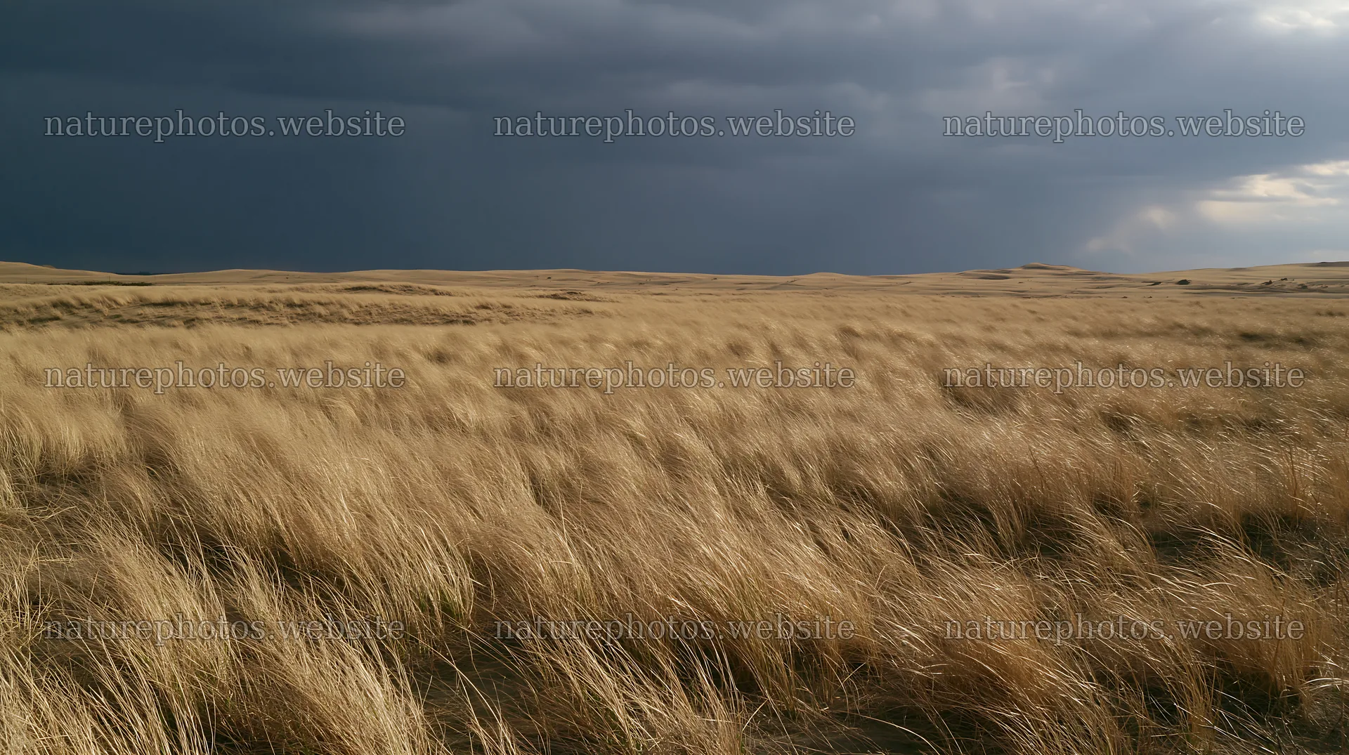 Tottori windy meadow with dune grasses and dark storm clouds – nature photos 10608x5938