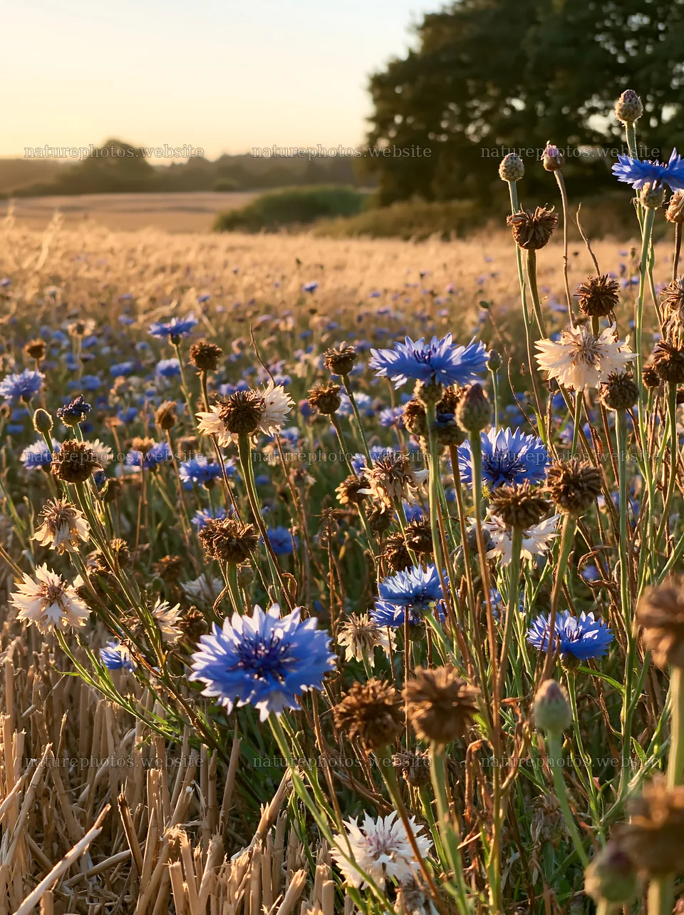 Colorful cornflower meadow at sunset in rural landscape – nature photos 6866x9174