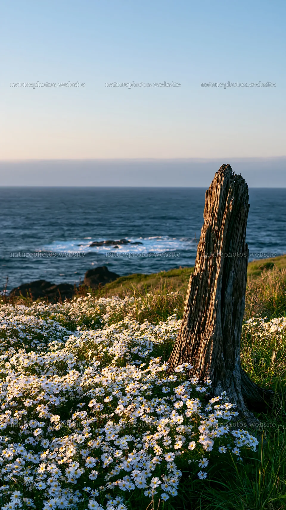 Nagasaki coastal meadow driftwood foreground mood – nature photos 5938x10608