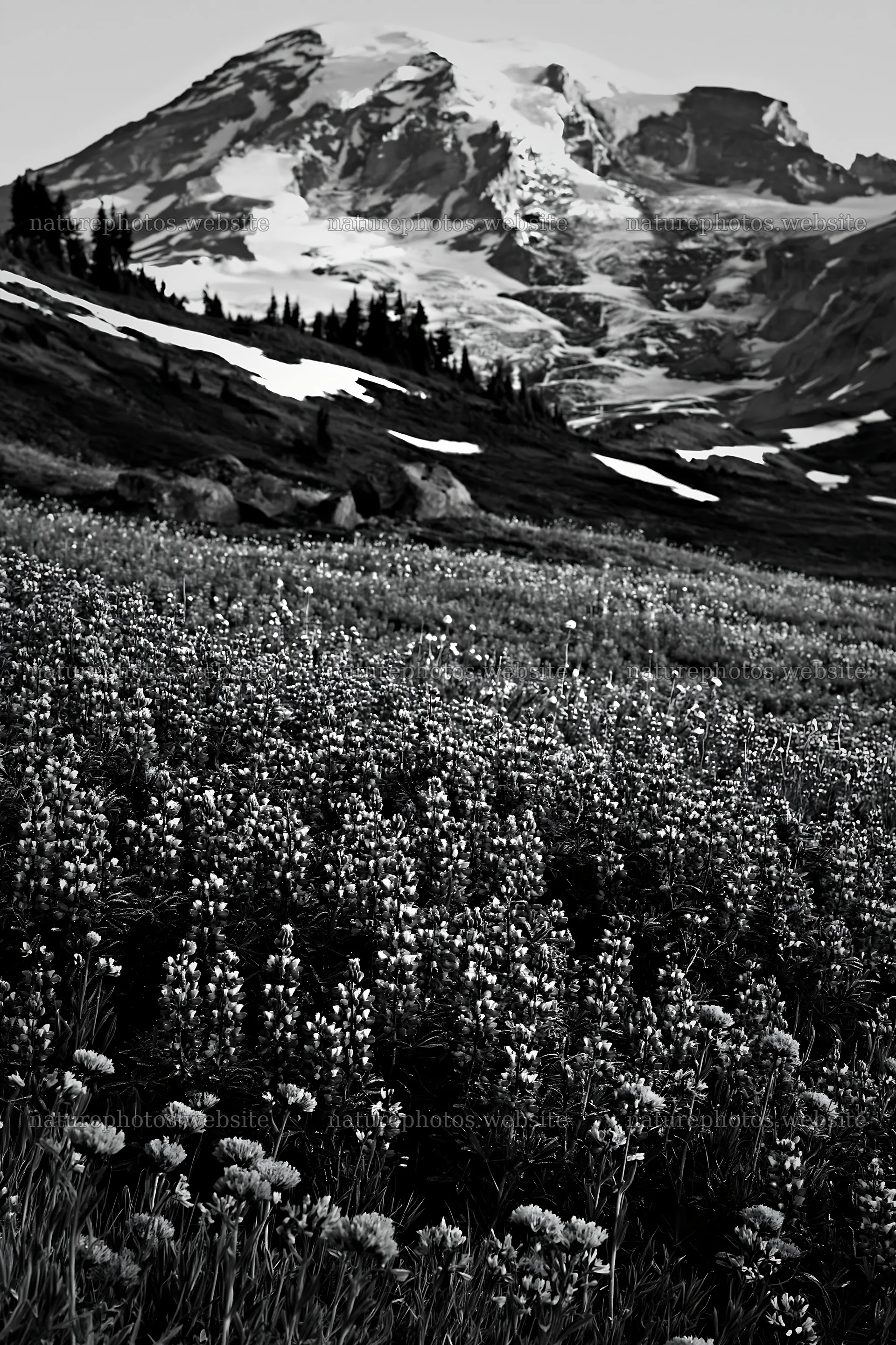 Mount Rainier wildflower meadow at sunrise – nature photos 6480x9722