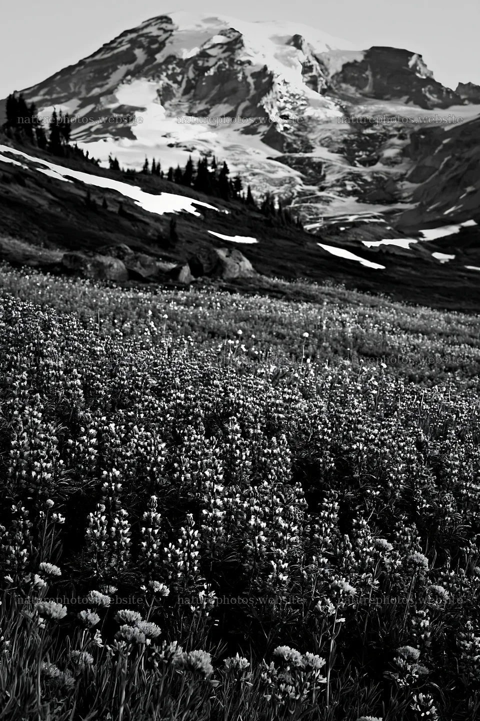 Mount Rainier wildflower meadow at sunrise – nature photos 6480x9722