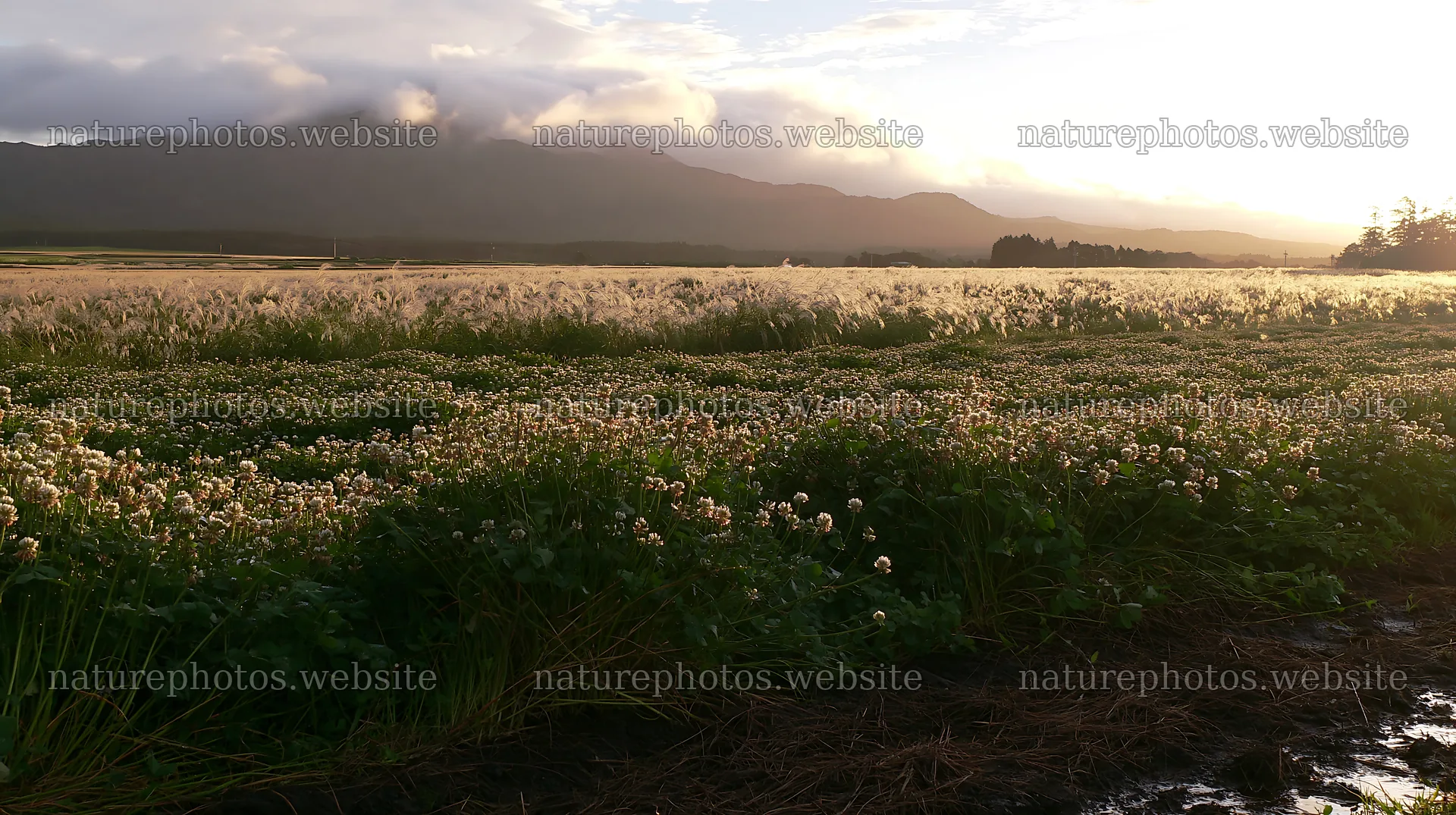 Shizuoka meadow after rain with clouds and mountains in background – nature photos 10608x5938