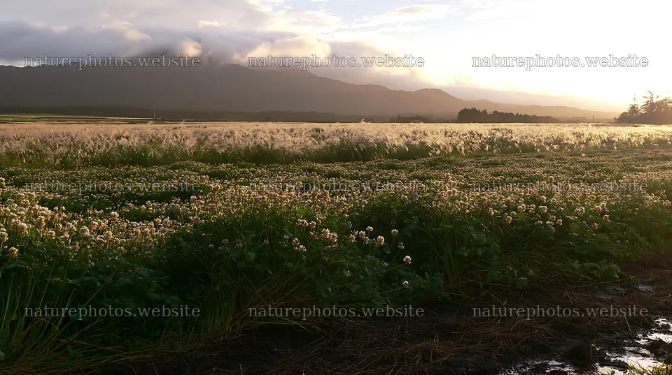 Shizuoka meadow after rain with clouds and mountains in background – nature photos 10608x5938