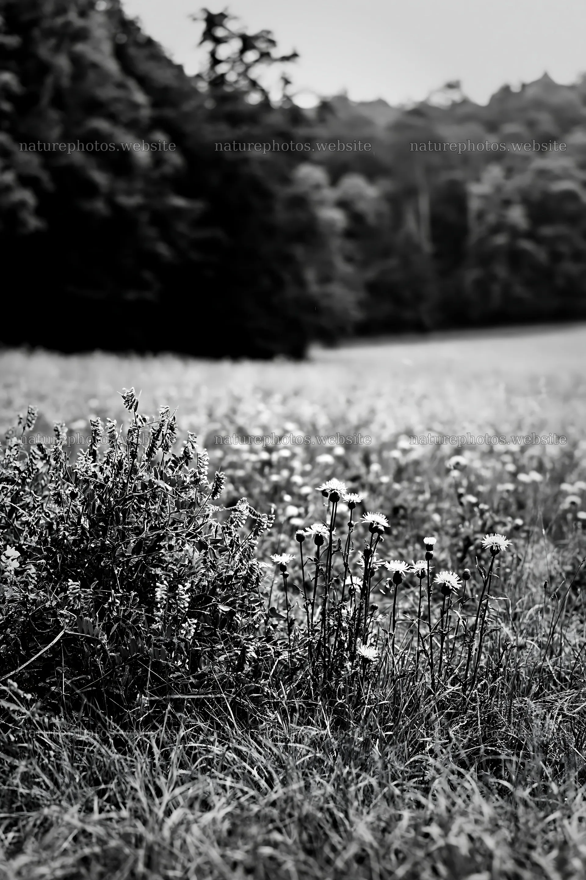 Flower meadow bordered by woodland during daytime – nature photos 6480x9722