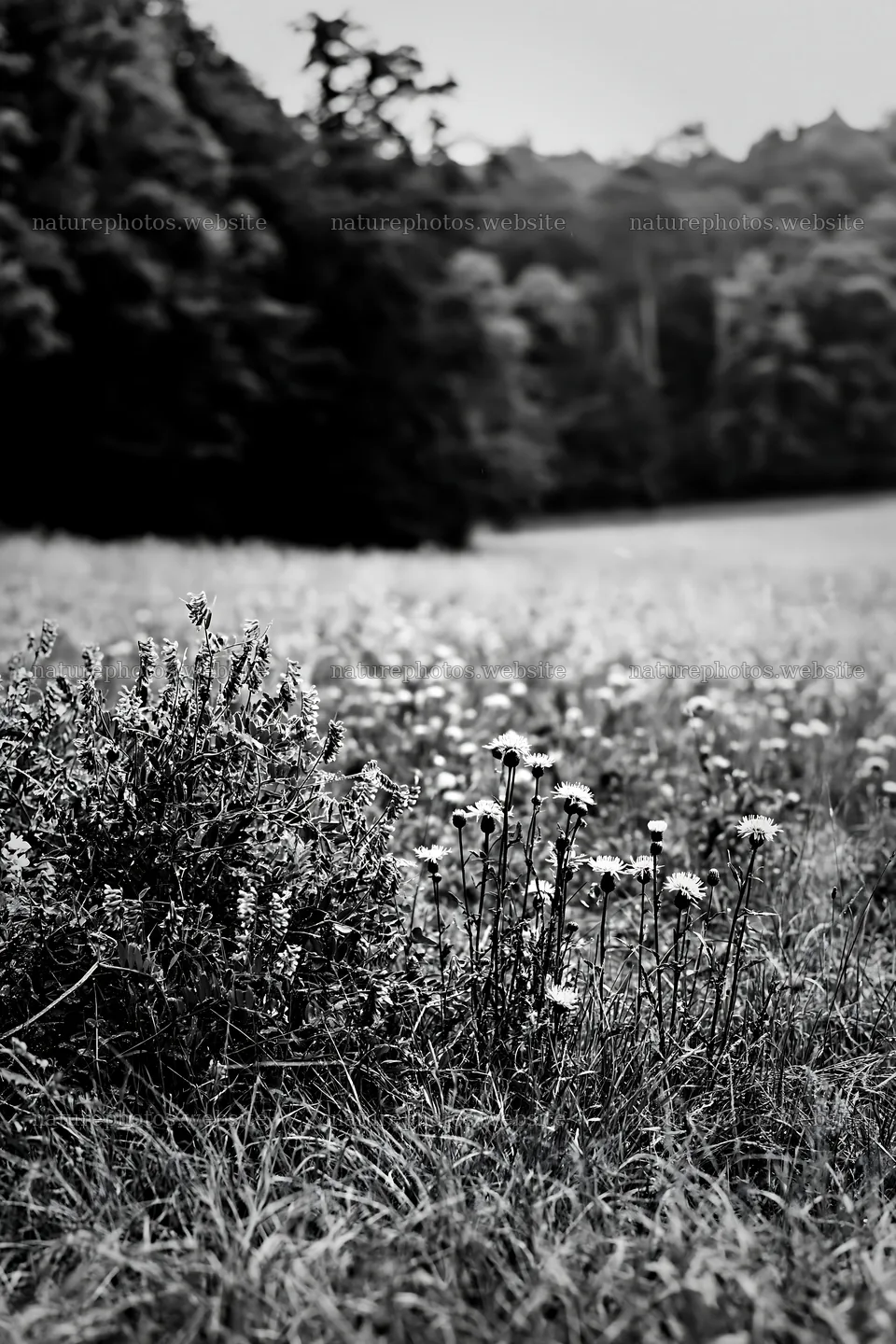 Flower meadow bordered by woodland during daytime – nature photos 6480x9722