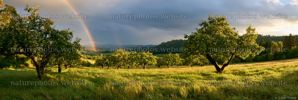 Apple meadow with rainbow in valley during daylight – nature photos 13690x4602