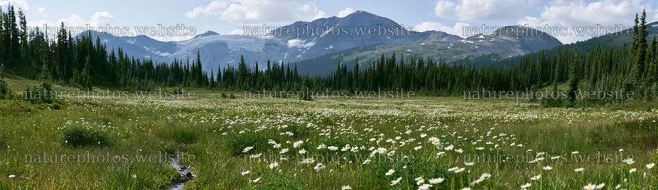 Vast meadow with wildflowers under a clear sky – nature photos 14762x4268