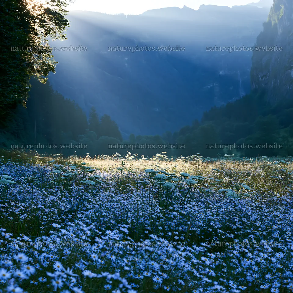 Light rays over meadow in Lauterbrunnen Valley – nature photos 7938x7938