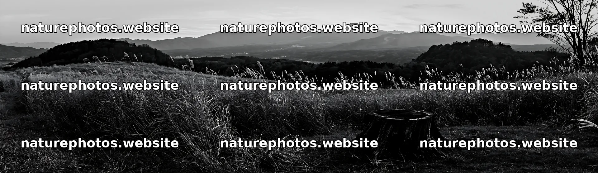 Fukushima native meadow with weathered stump at sunset – nature photos 14762x4268