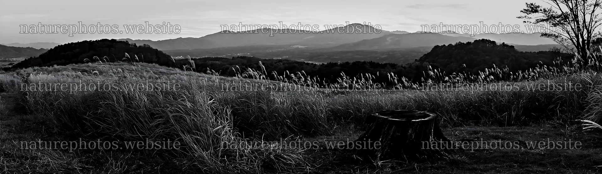 Fukushima native meadow with weathered stump at sunset – nature photos 14762x4268